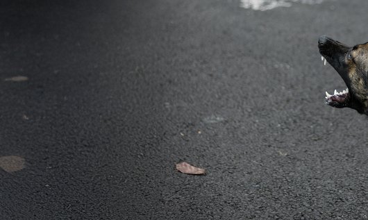 Hondenbeet bij bezorgers: wie is aansprakelijk?
